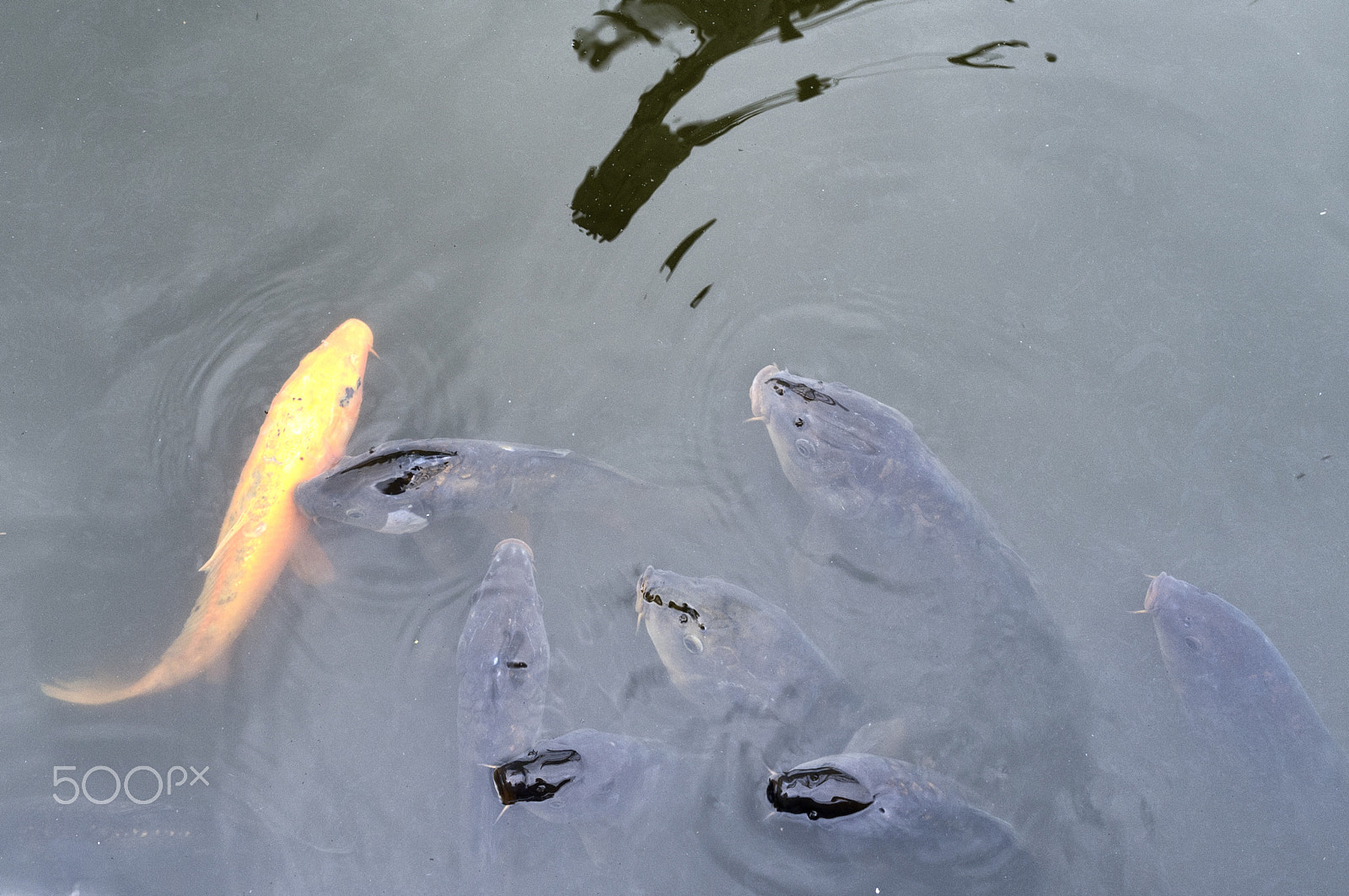 Fujifilm FinePix X100 sample photo. Koi photography