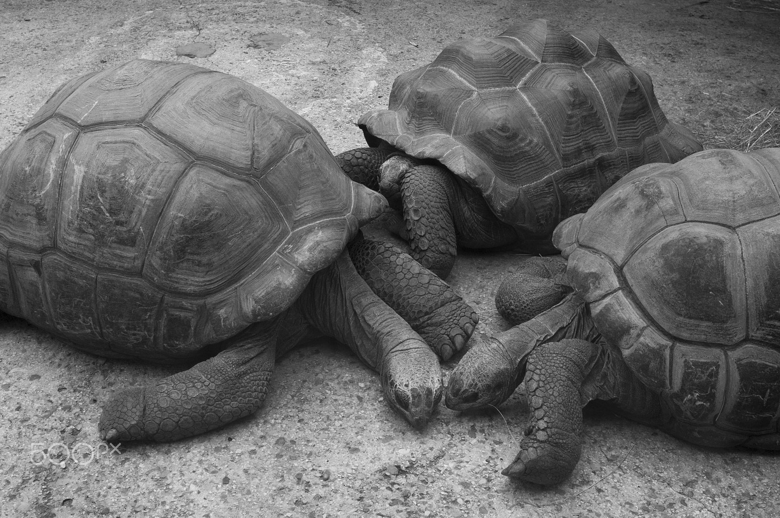 Fujifilm FinePix X100 sample photo. Tortoises photography
