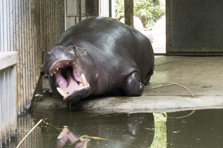 Fujifilm FinePix X100 sample photo. Pygmy hippo photography