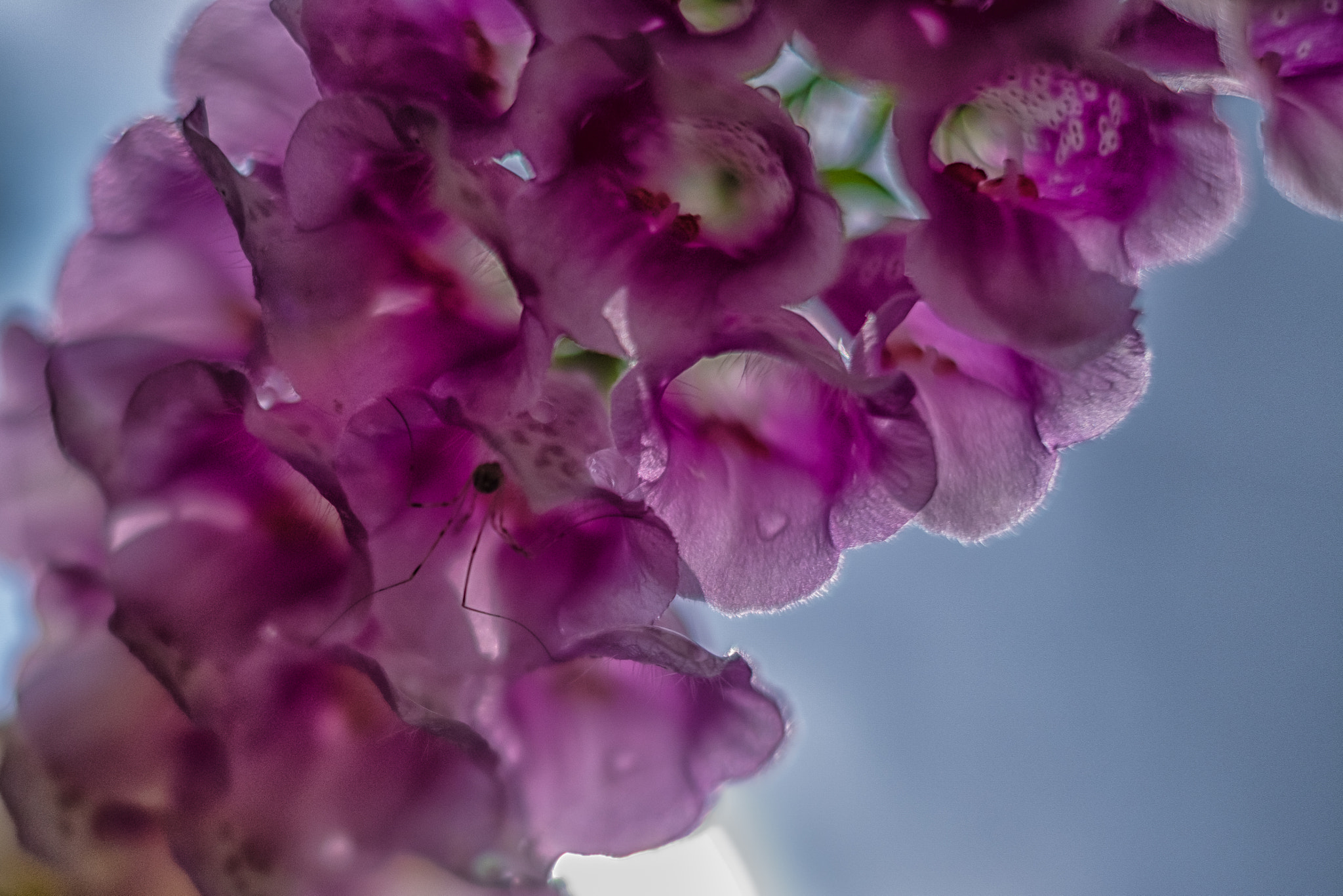 Fujifilm X-H1 sample photo. Garden photography