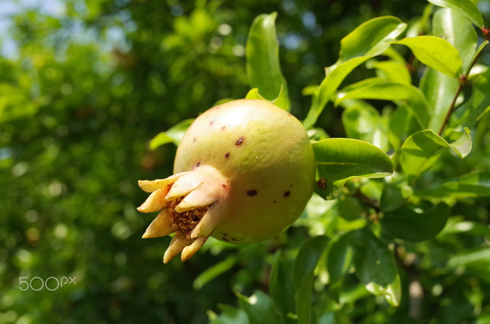 Ricoh GR sample photo. Ripened fig photography