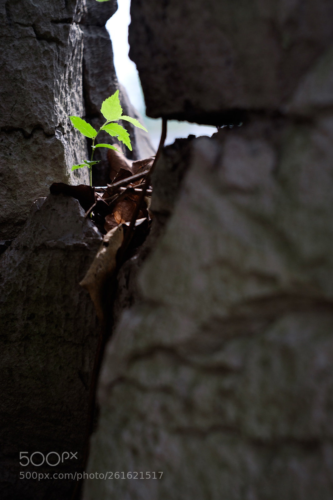 Fujifilm X-T1 sample photo. 不经意的生命 photography
