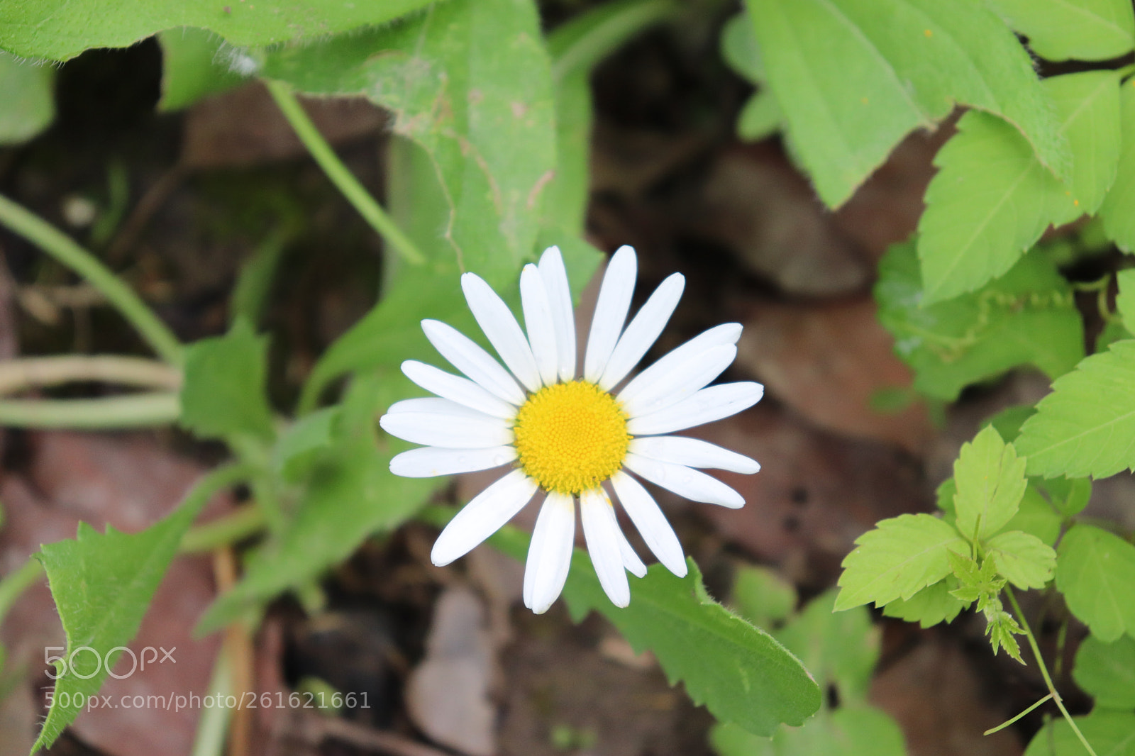 Canon EOS 200D (EOS Rebel SL2 / EOS Kiss X9) sample photo. Like the sun photography
