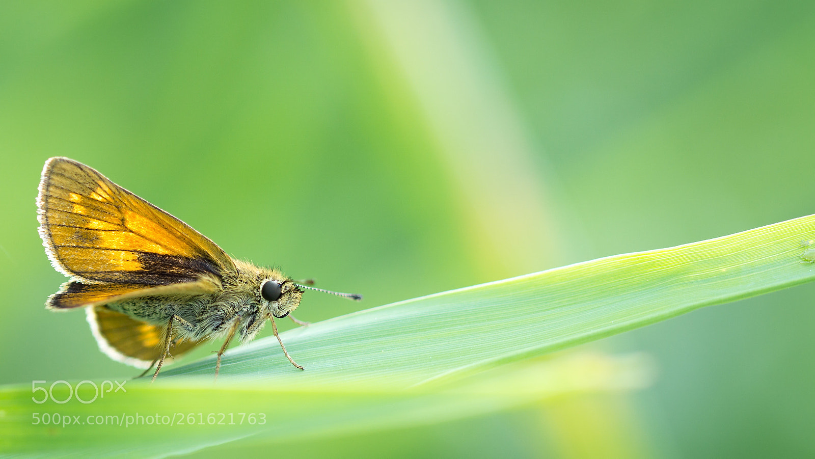 Sony a6000 sample photo. Rostfarbiger dickkopffalter(ochlodes sylvanus) photography