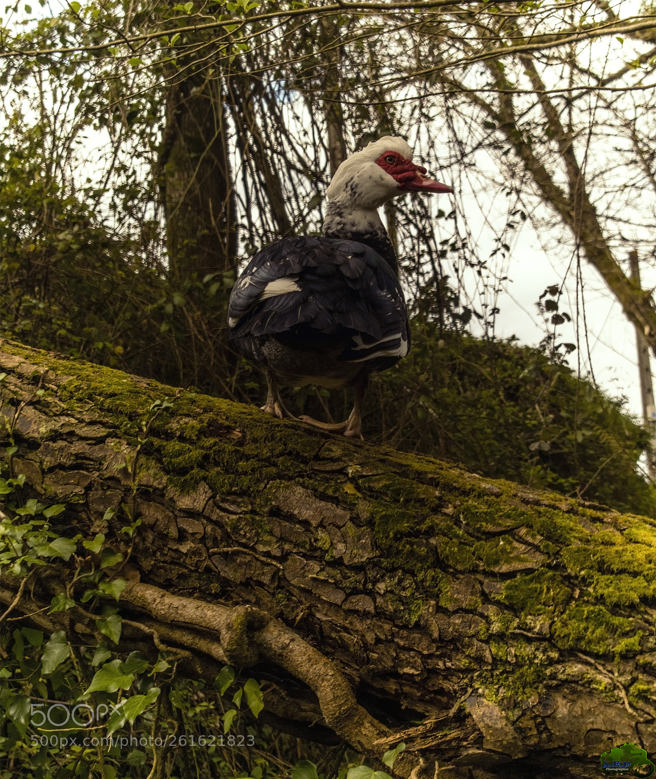 Nikon D3300 sample photo. Untitled photography