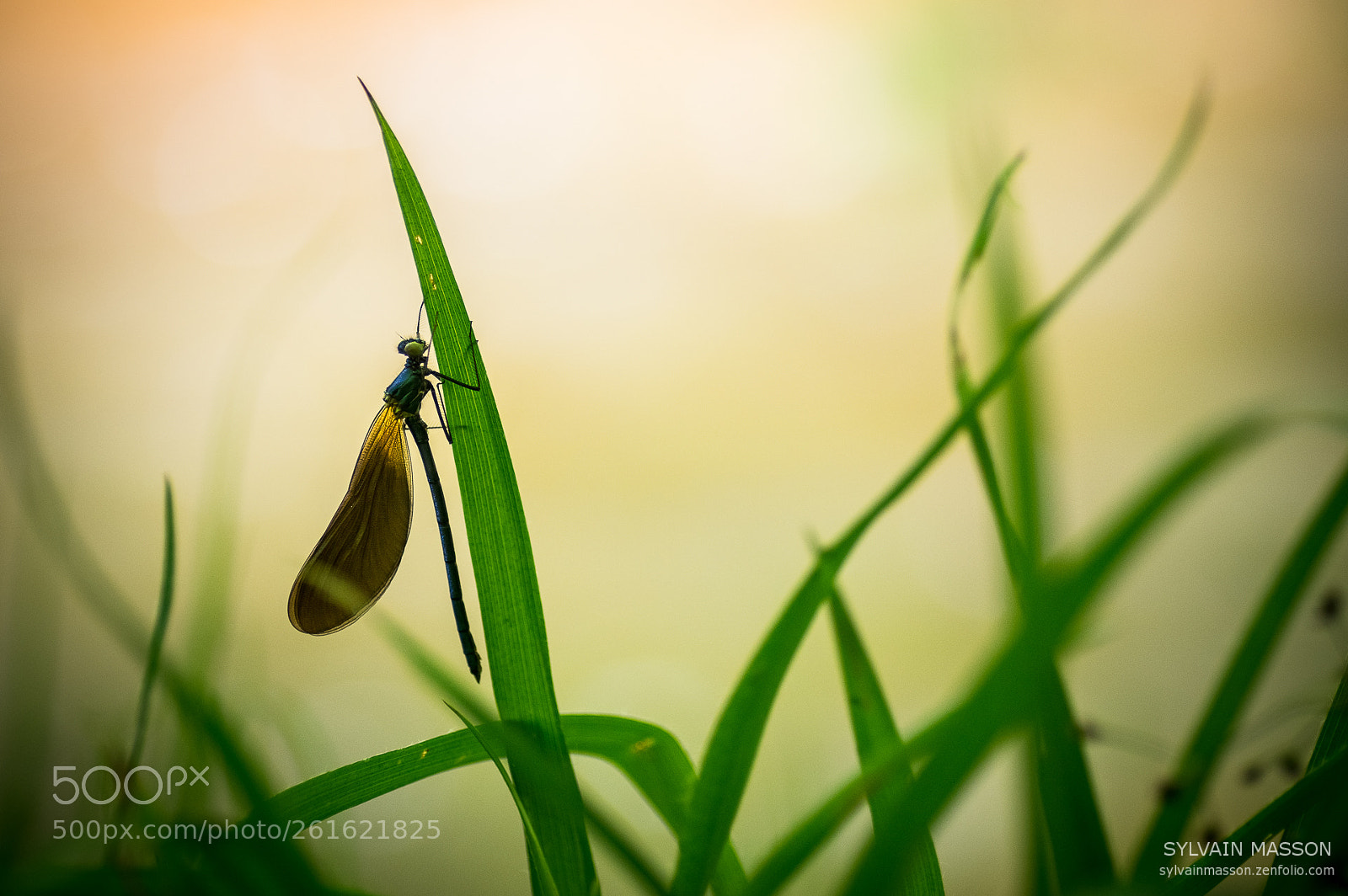 Pentax K-3 sample photo. In the jungle photography