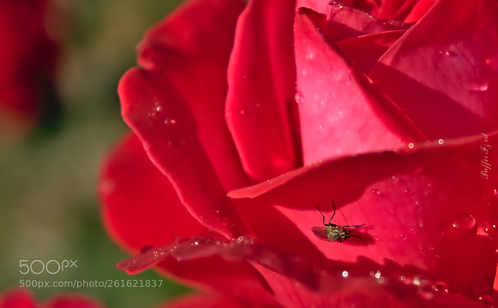 Nikon D3300 sample photo. Flower photography