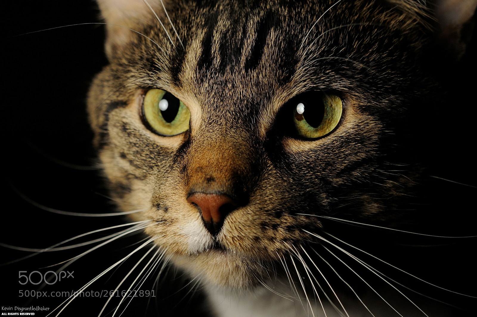 Nikon D90 sample photo. Feline  photography