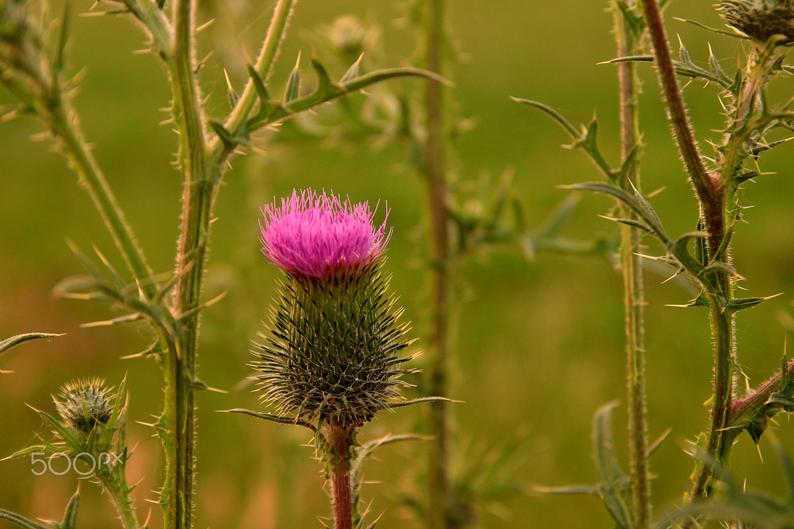 Canon EOS 600D (Rebel EOS T3i / EOS Kiss X5) + Canon EF-S 17-55mm F2.8 IS USM sample photo. Thistle, colorful and thorny photography