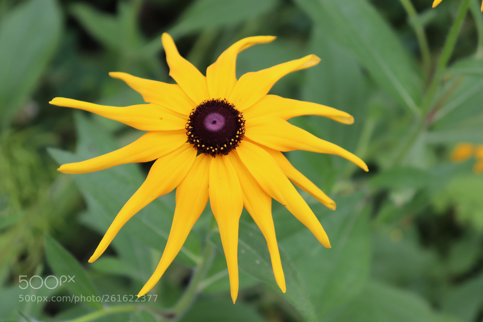 Canon EOS 200D (EOS Rebel SL2 / EOS Kiss X9) sample photo. Amazing flower photography