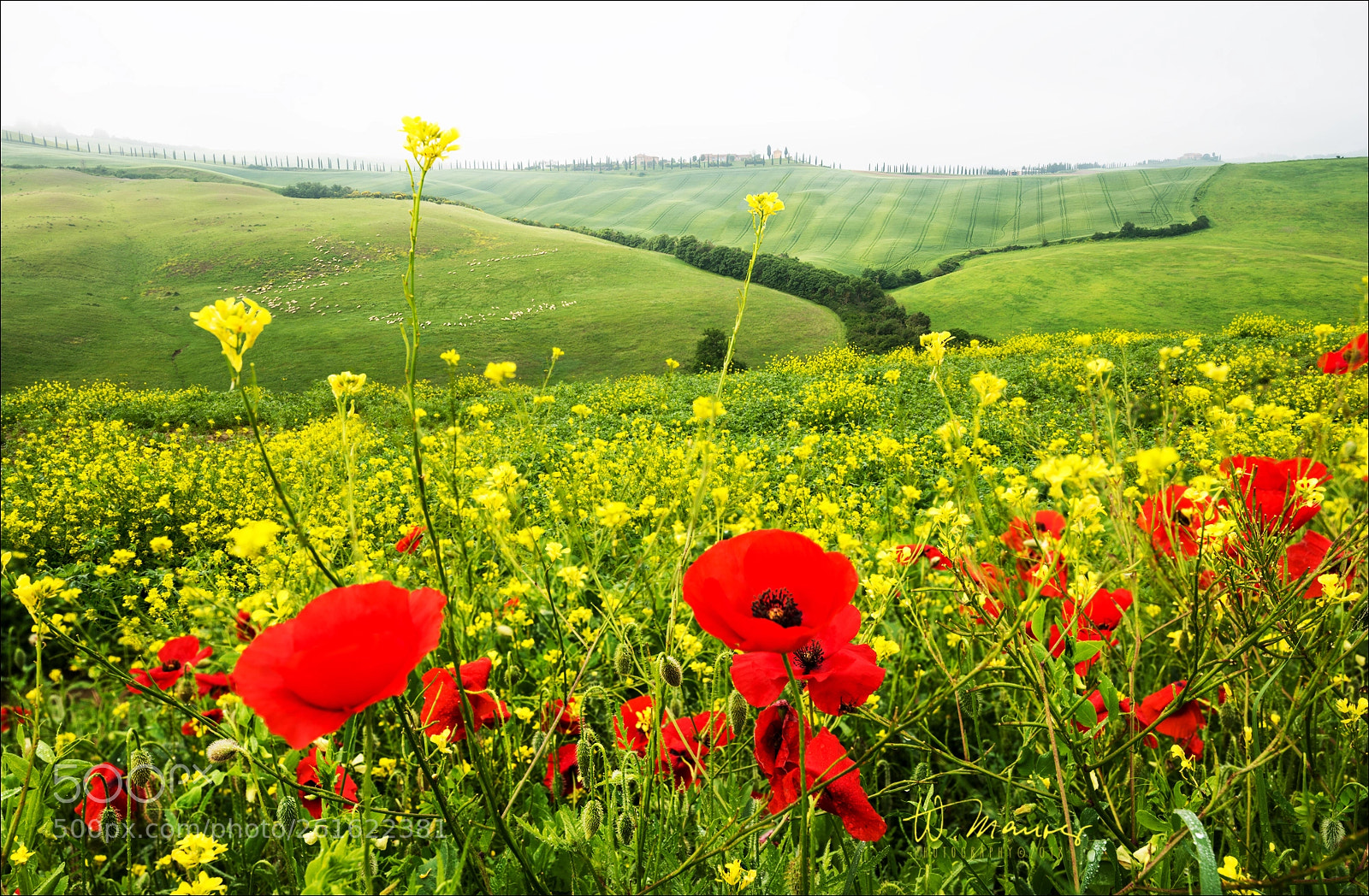 Nikon D800 sample photo. Spring in tuscany photography