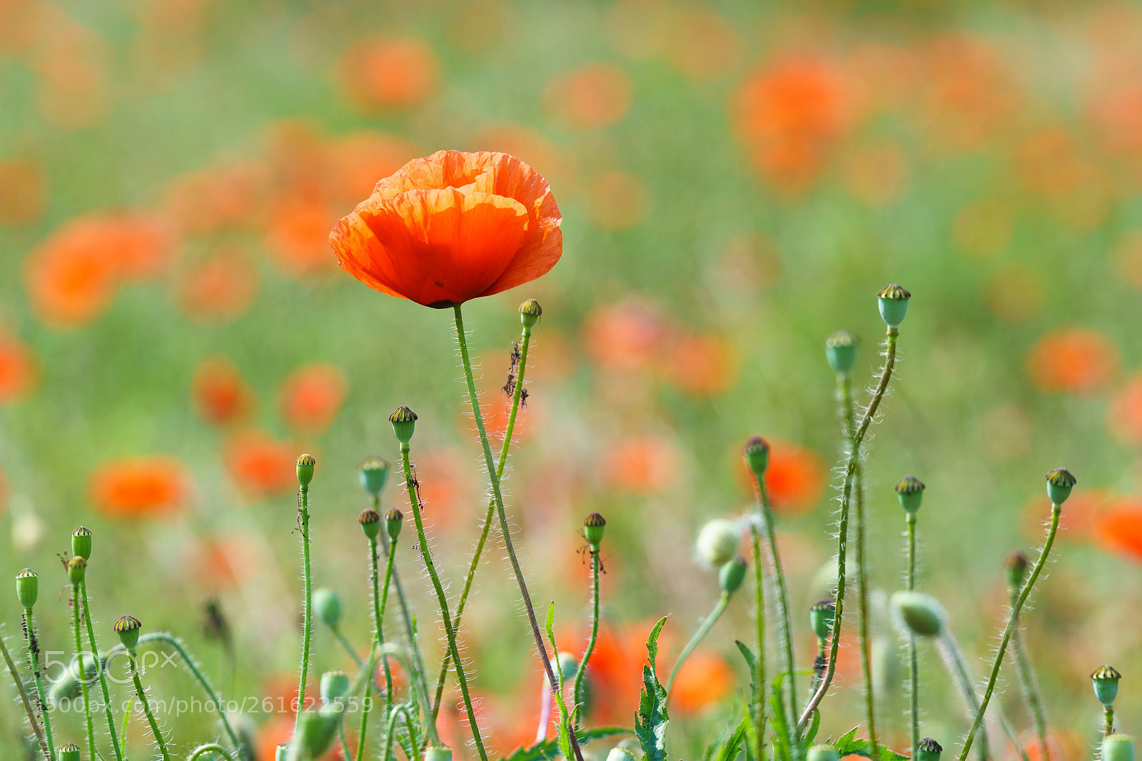 Sony a7 II sample photo. Poppy photography