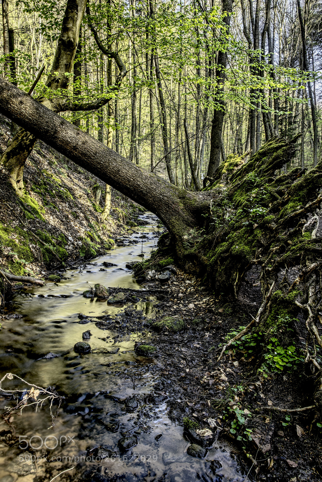 Nikon D750 sample photo. Creek46 photography