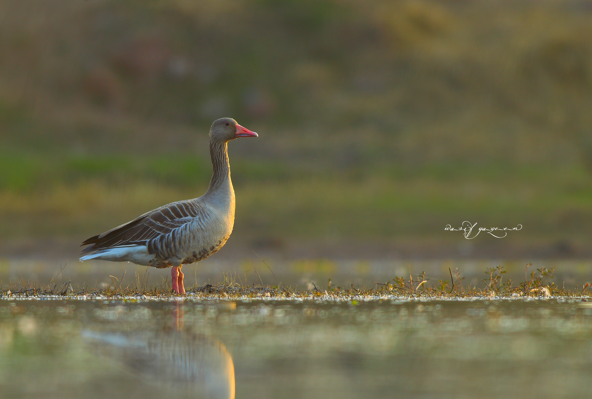 Canon EOS-1D Mark IV sample photo. Grey leg goose photography