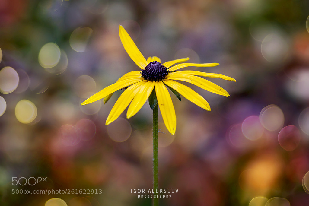 Canon EOS 50D sample photo. A flower photography