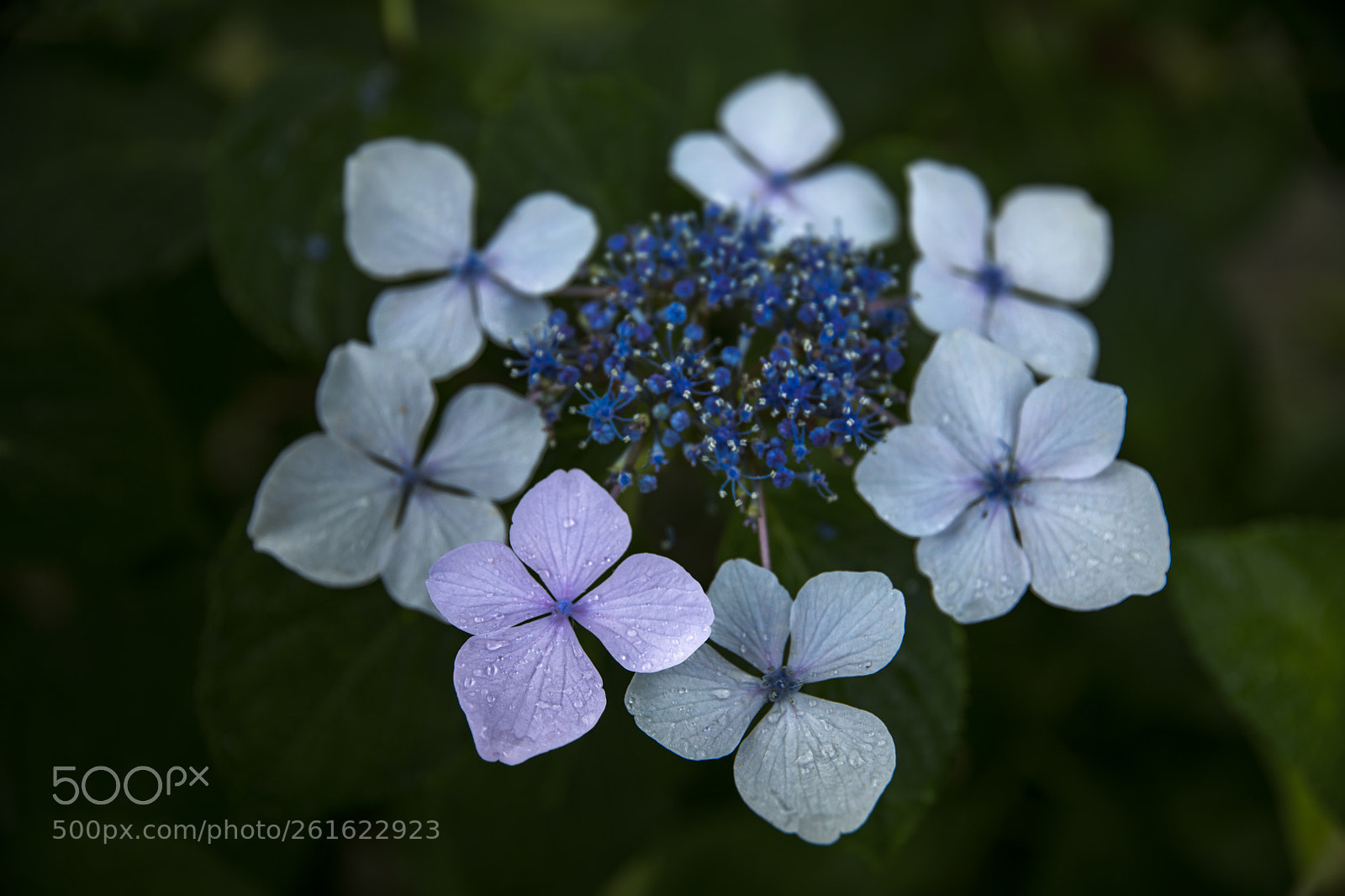 Nikon D850 sample photo. Hydrangea photography