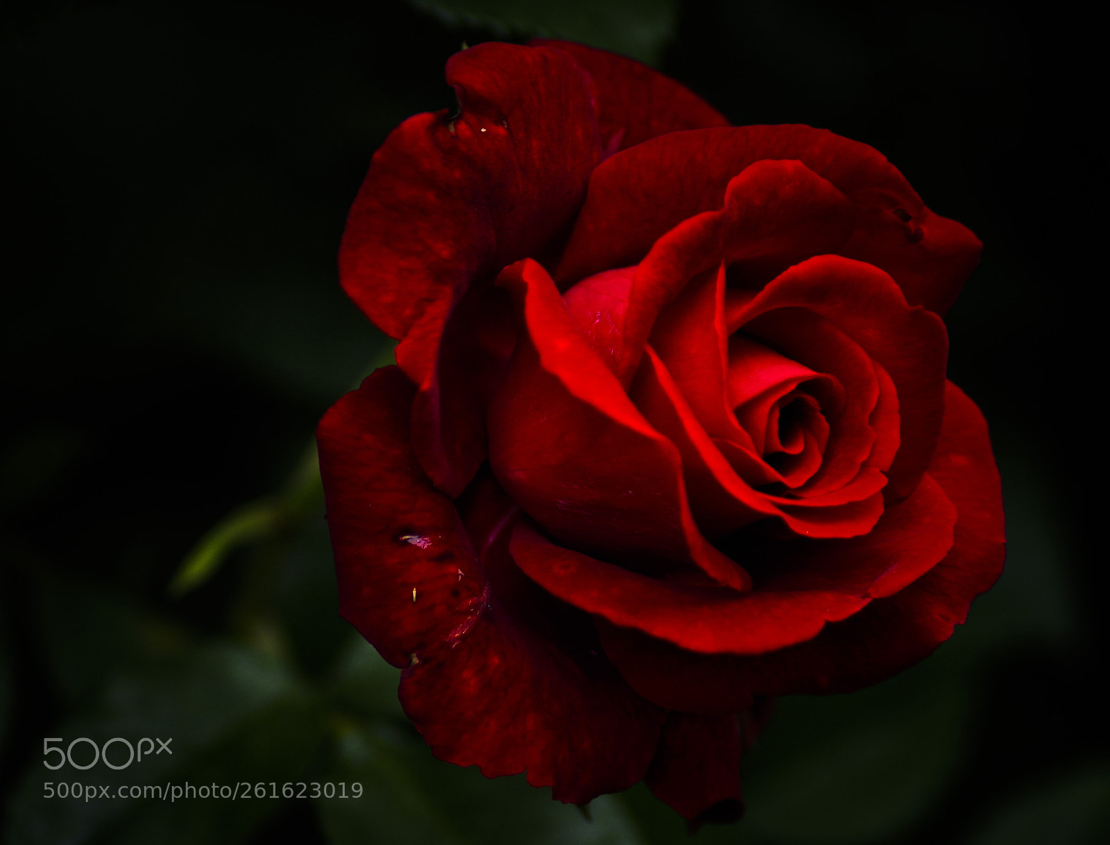 Pentax K-30 sample photo. Red rose photography