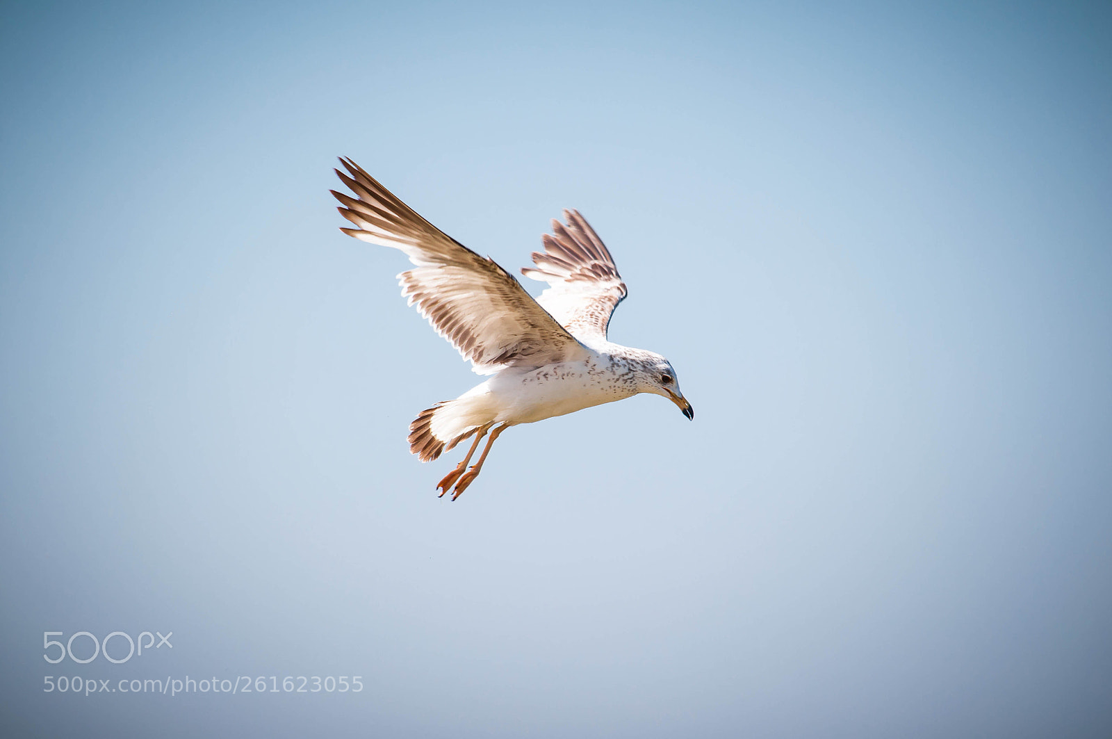 Nikon D90 sample photo. Freedom gull photography