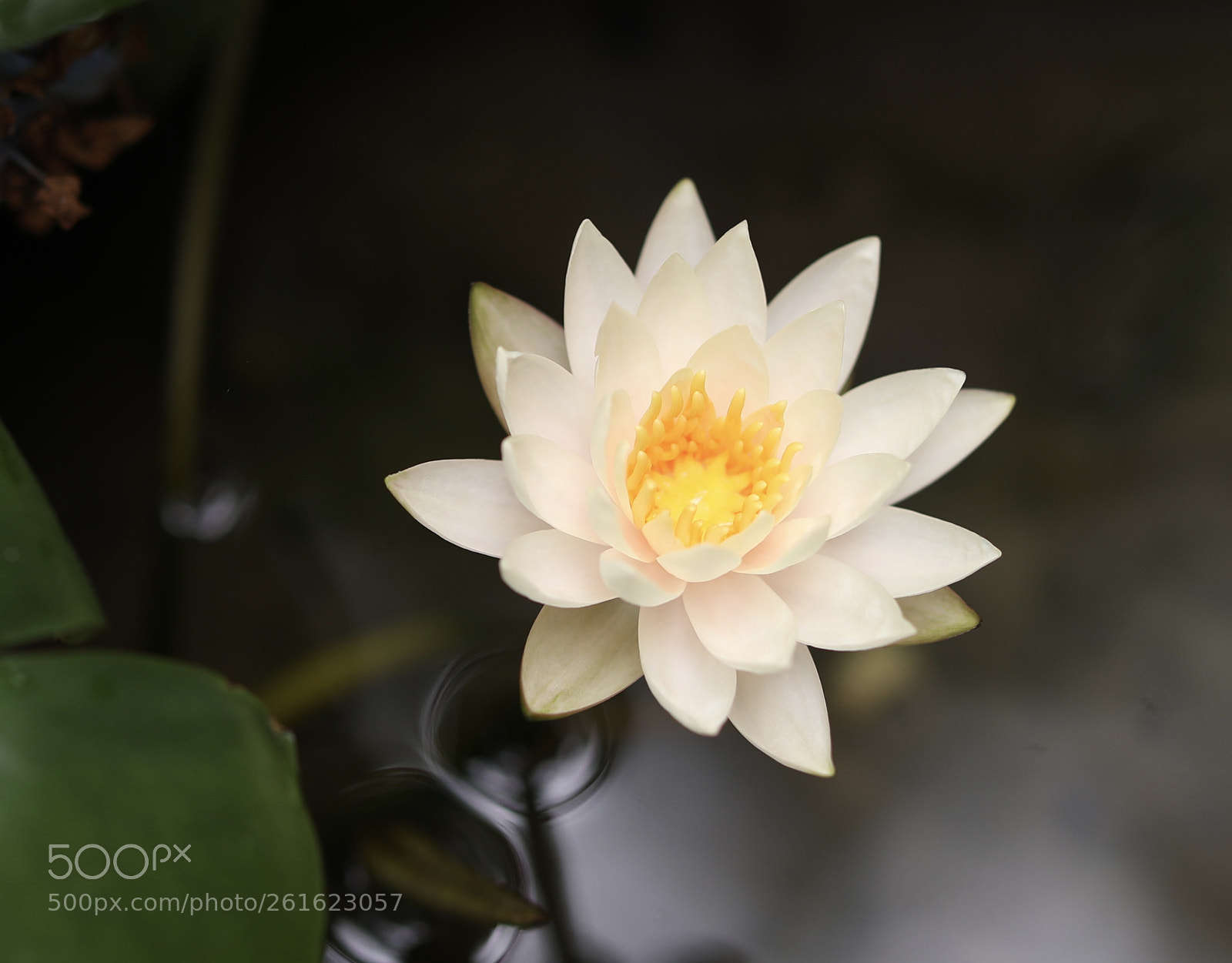 Canon EOS 5D Mark IV sample photo. Untitled photography