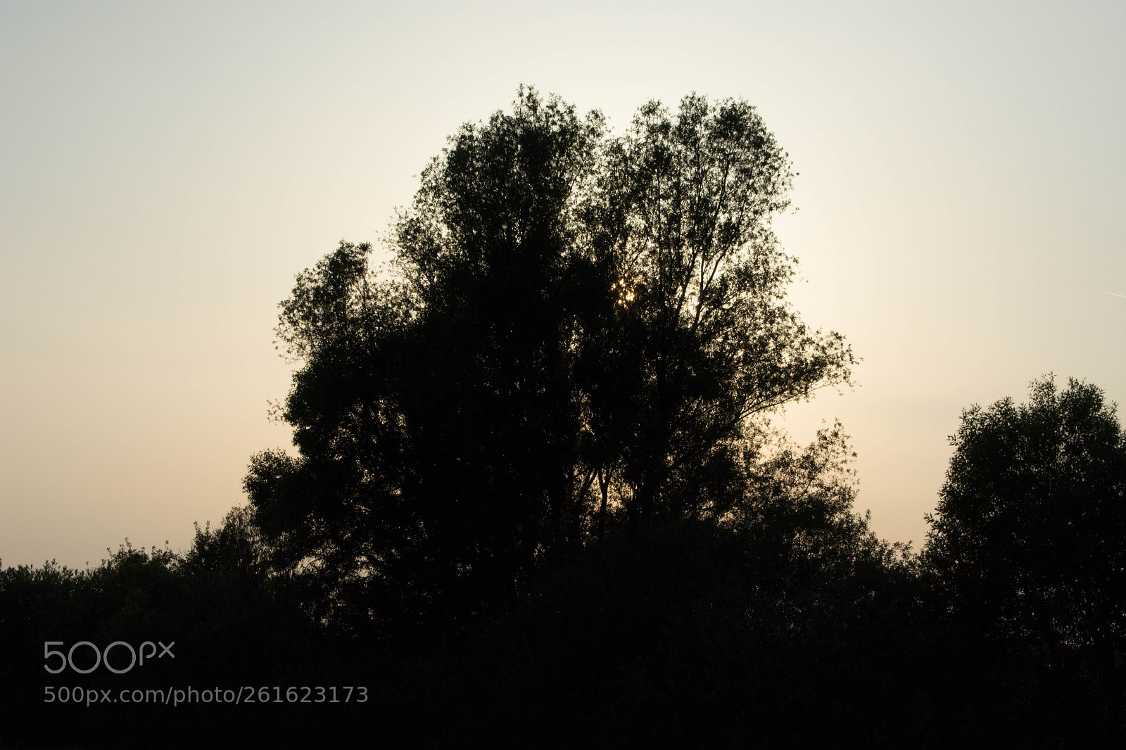 Nikon D3400 sample photo. Tree silhouette photography