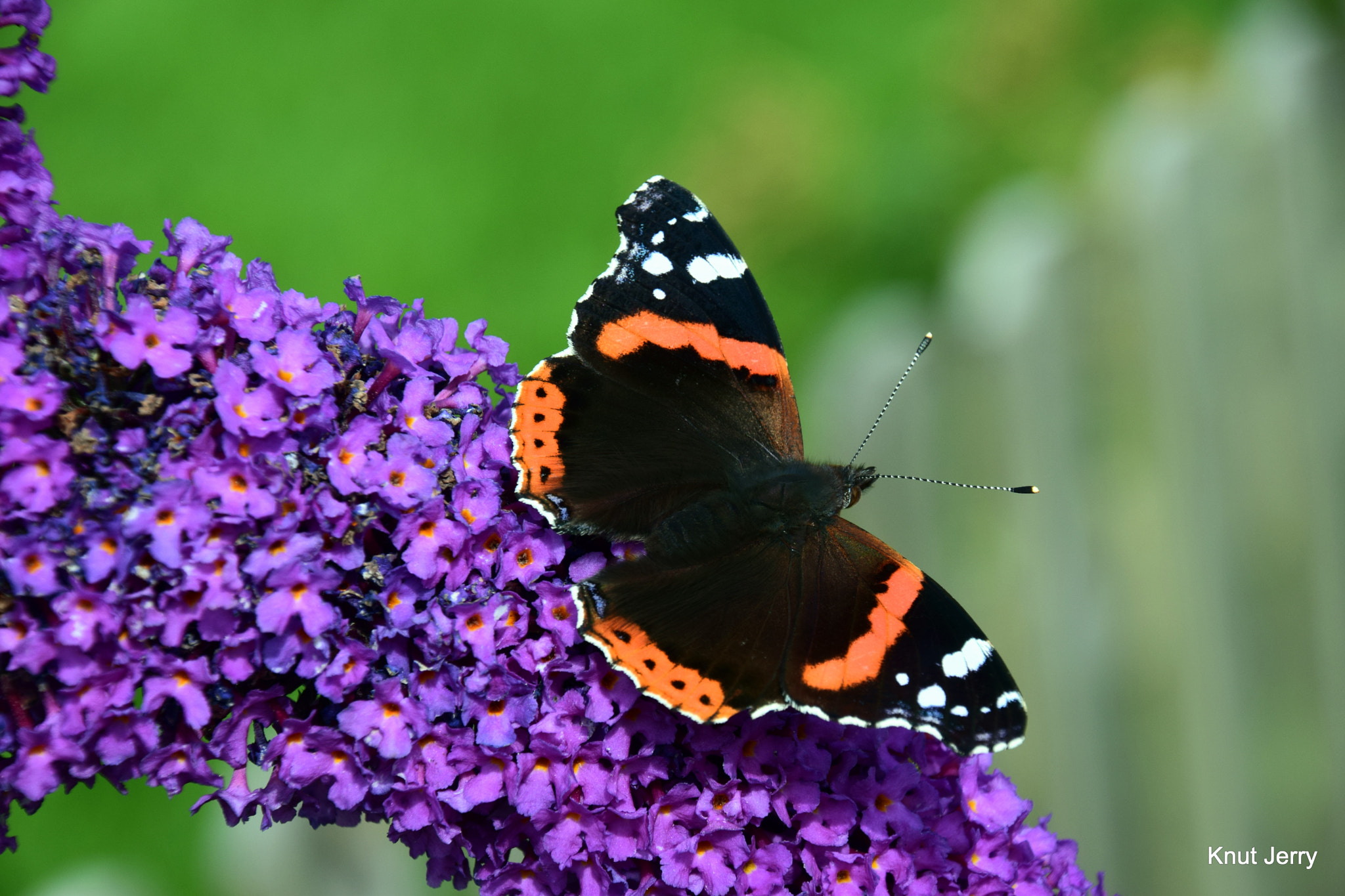 Nikon D5300 sample photo. Dsc photography