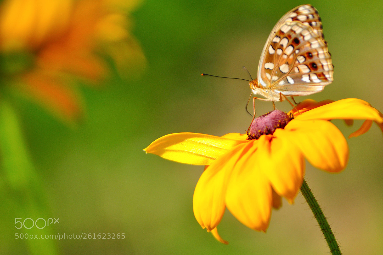 Nikon D90 sample photo. Butterfly  photography