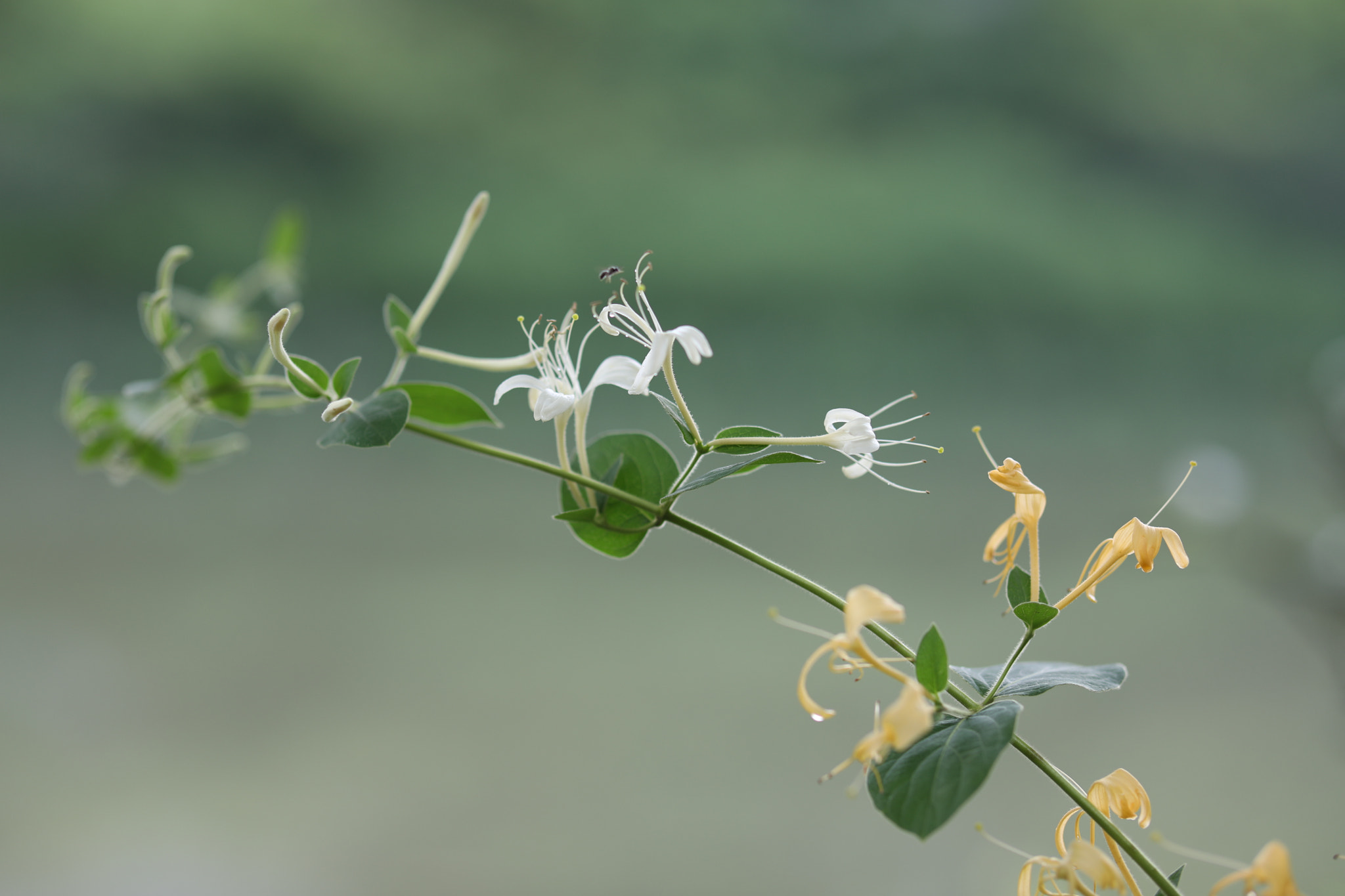 Canon EF 85mm F1.4L IS USM sample photo