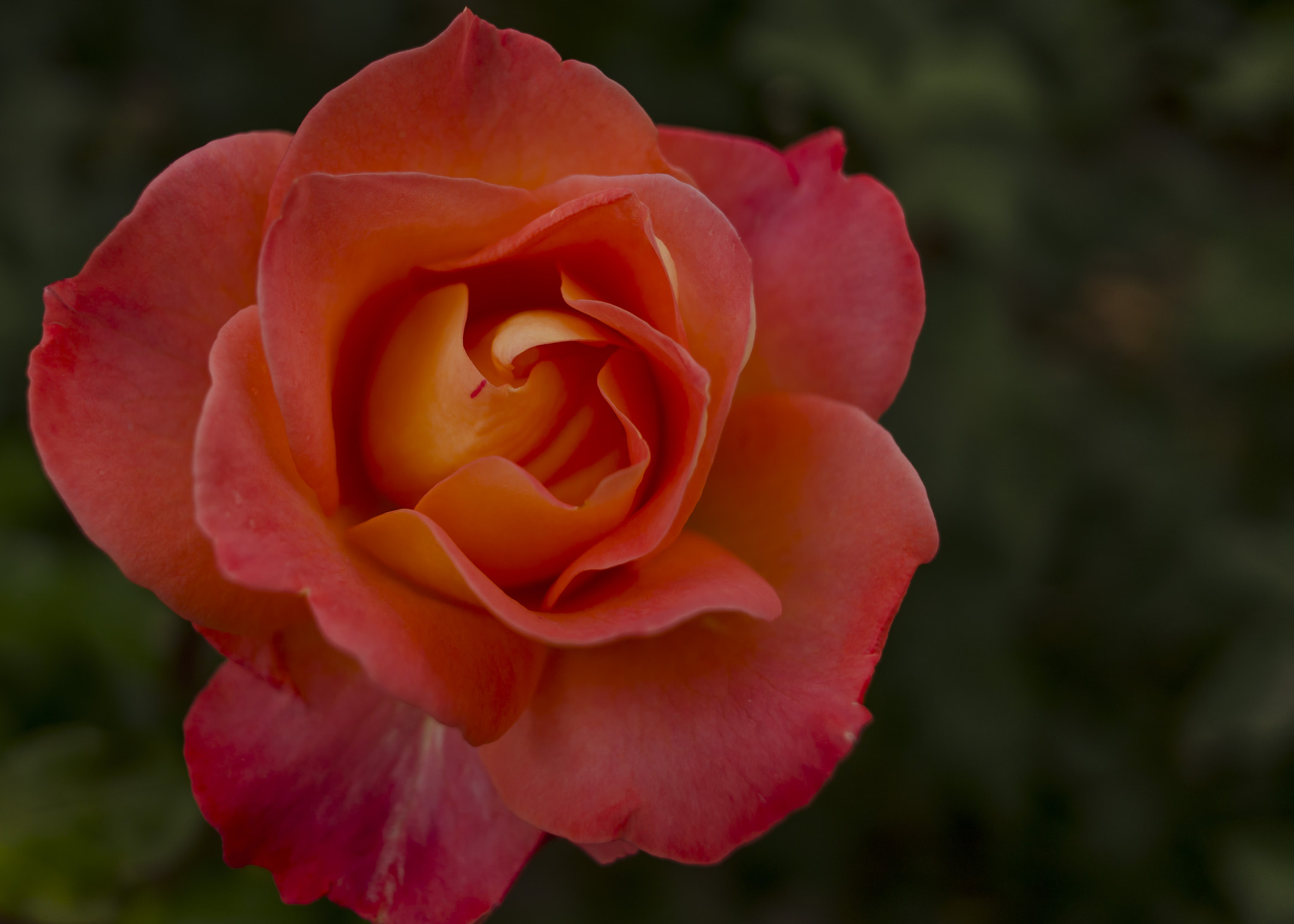 Nikon Coolpix A sample photo. Una rosa es una rosa... photography