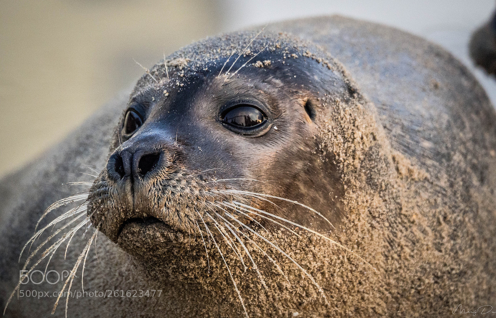 Olympus OM-D E-M10 II sample photo. La porte des profondeurs photography