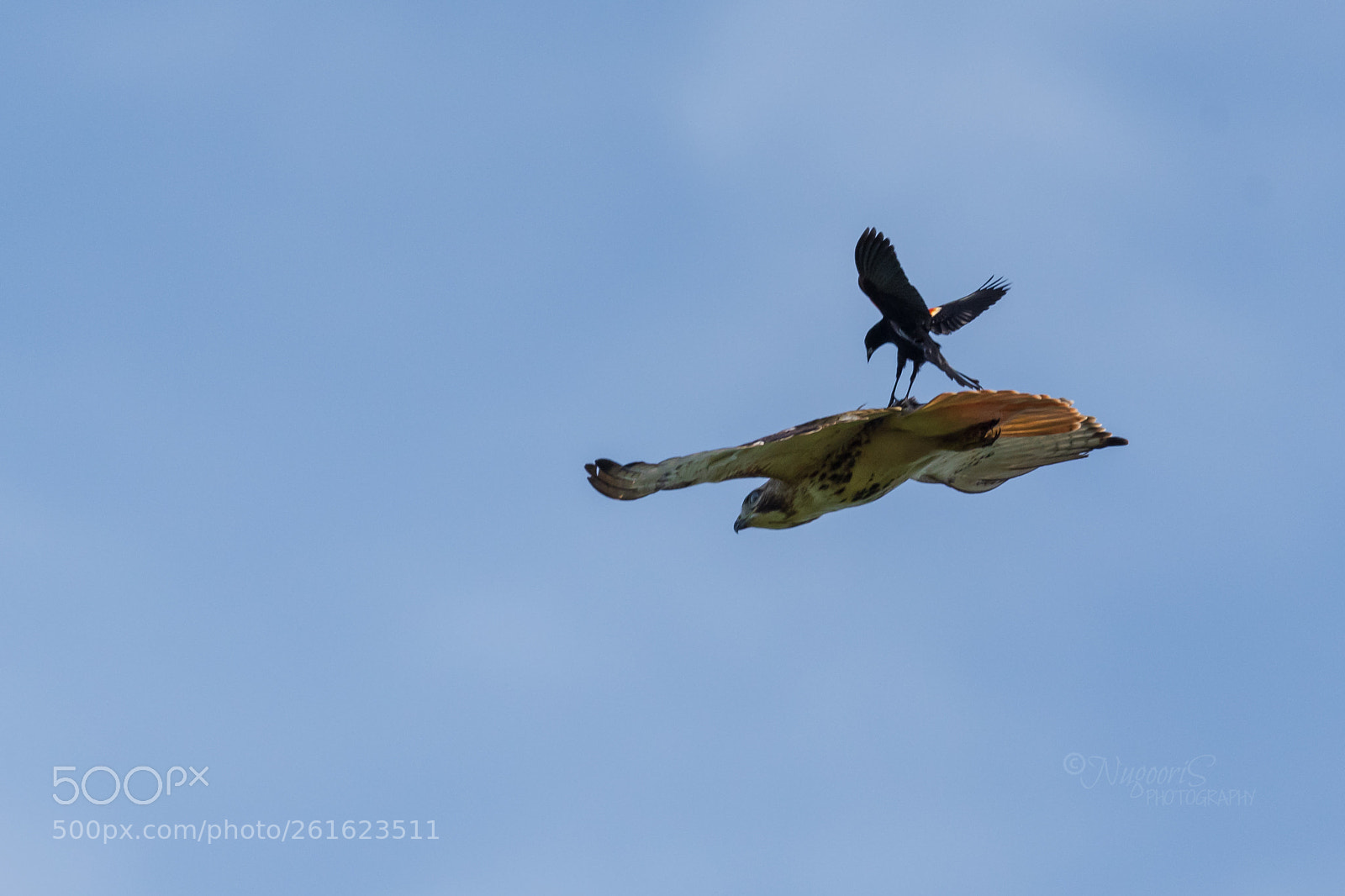 Nikon D500 sample photo. Territorial - attack on photography