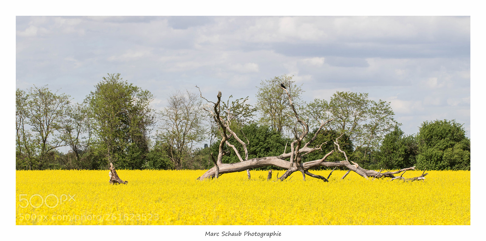 Canon EOS 7D Mark II sample photo. Photo photography