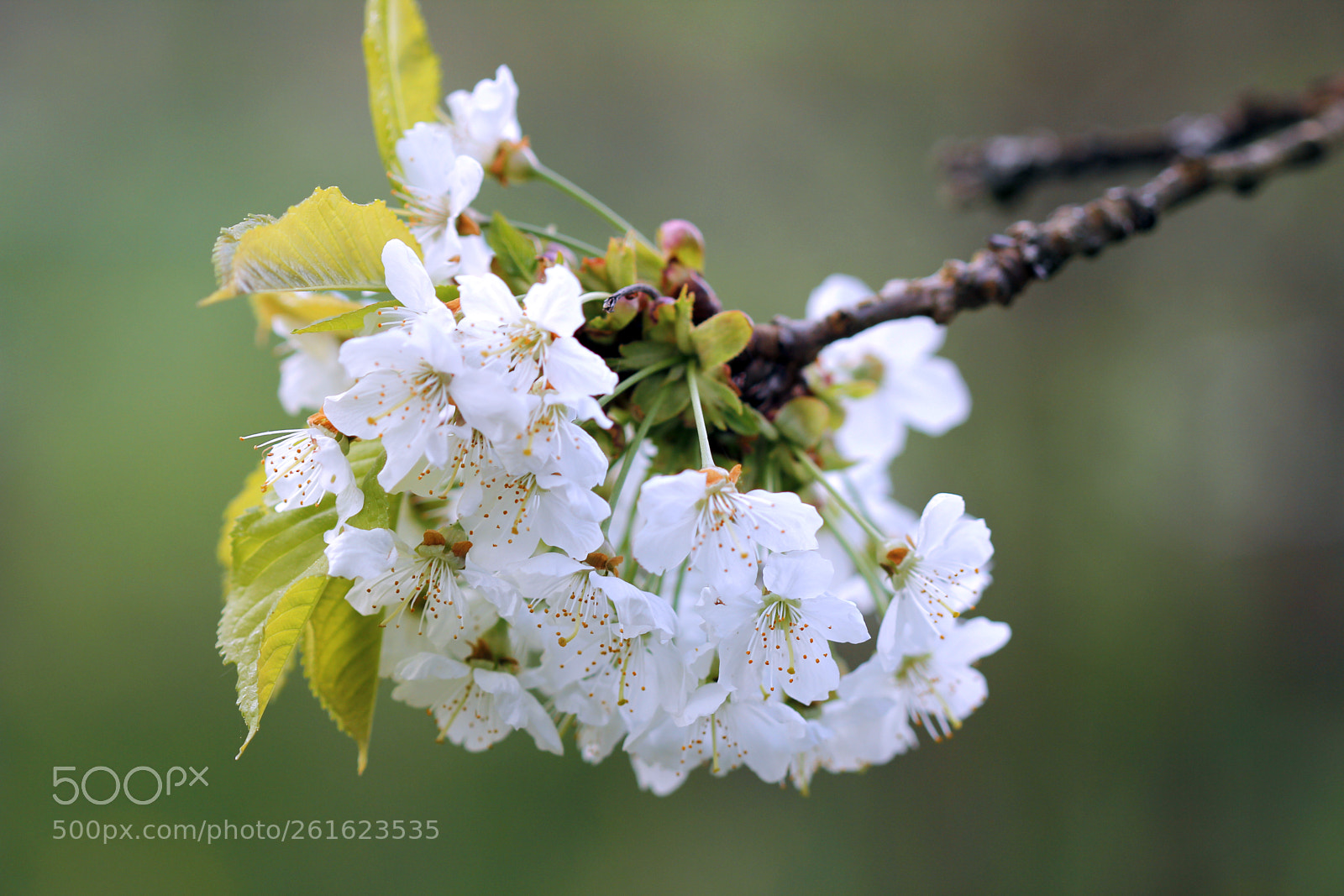 Canon EOS 60D sample photo. Blüten photography