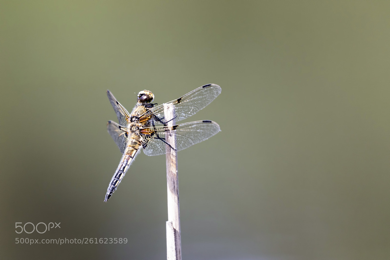 Canon EOS 7D Mark II sample photo. Male four-spotted chaser dragonfly photography