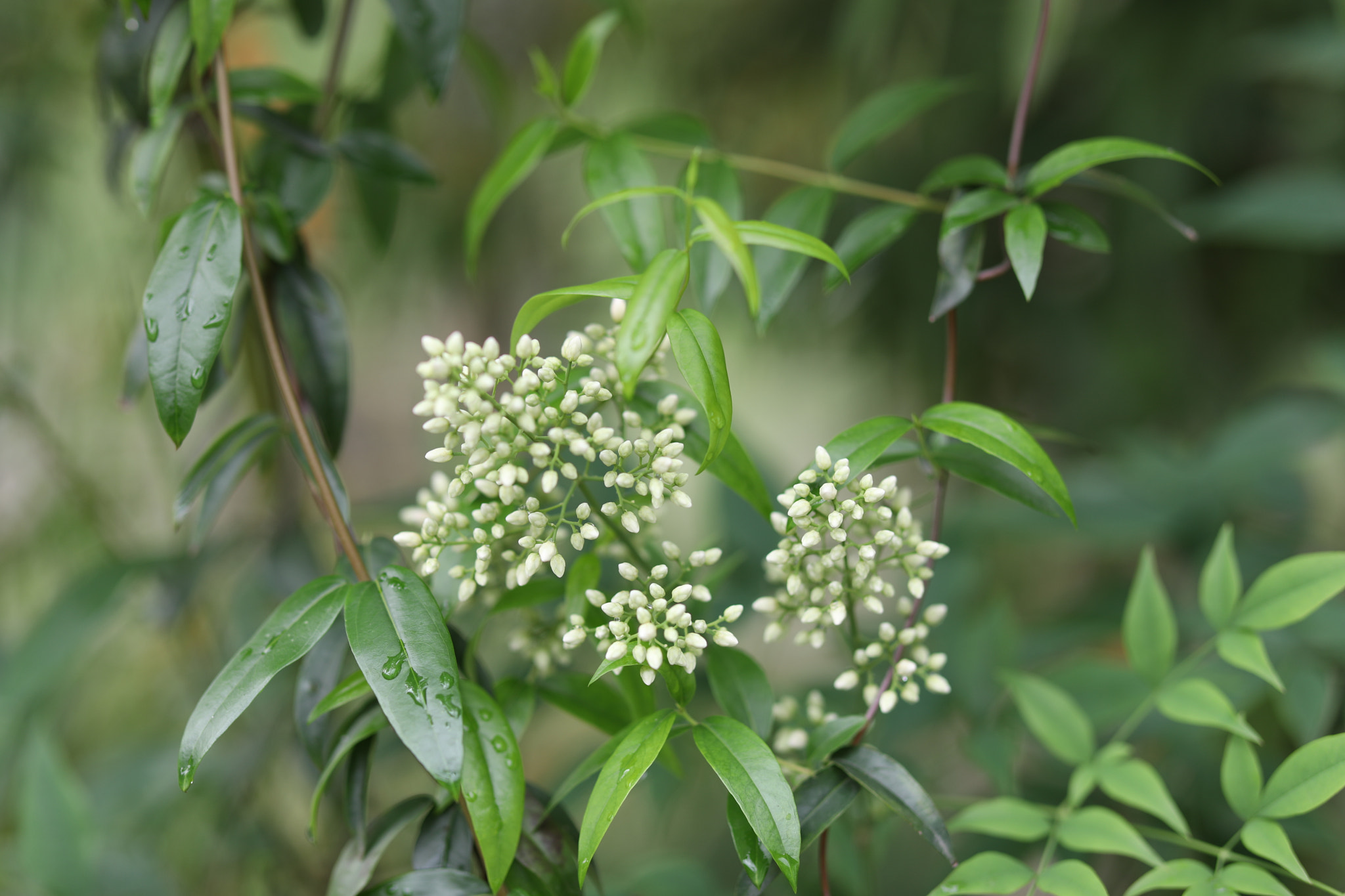 Canon EF 85mm F1.4L IS USM sample photo