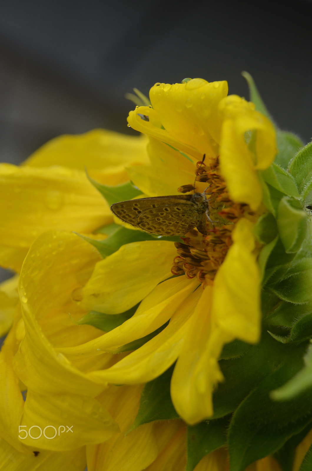 Nikon D5100 sample photo. Butterfly-kissed photography