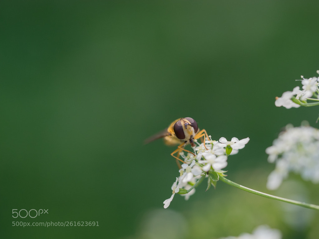 Olympus OM-D E-M1 sample photo. Hoverfly 2 photography