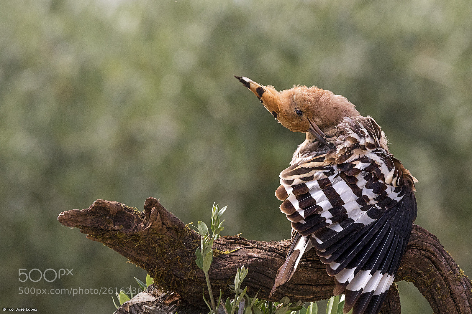 Canon EOS 7D Mark II sample photo. Abubilla (upupa epops) photography