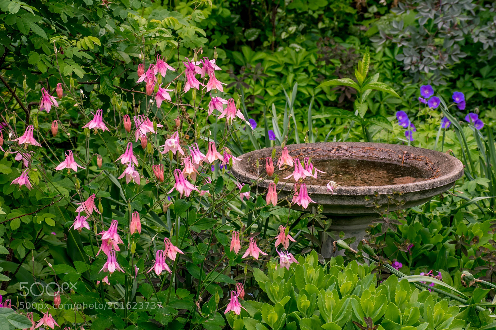 Nikon D7500 sample photo. Garden bird bath photography