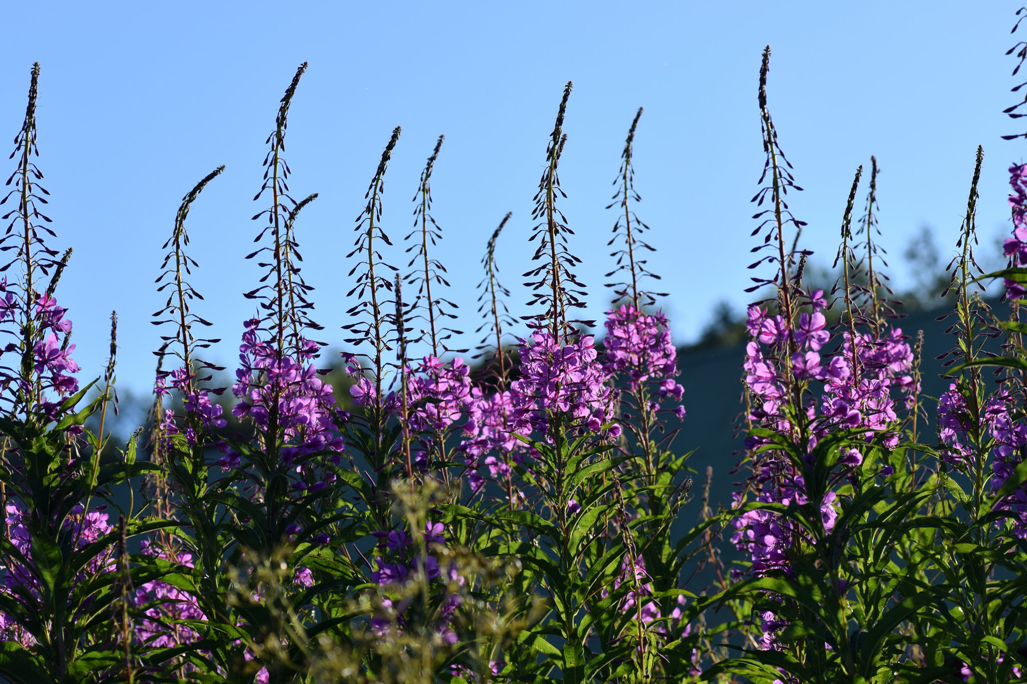 Nikon D5300 sample photo. Dsc photography