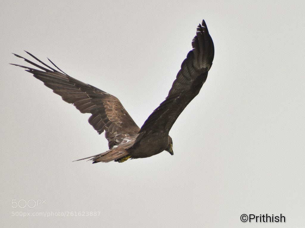 Nikon D3400 sample photo. Soar like an eagle... photography
