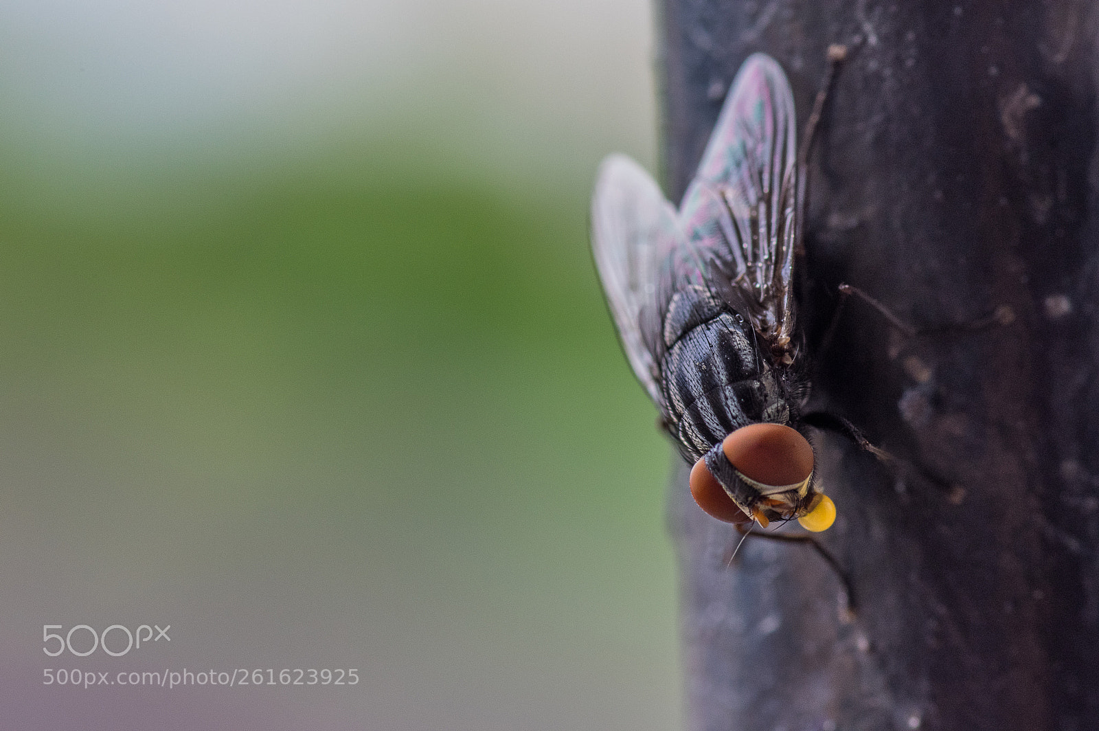 Pentax K-3 sample photo. Red eyed fly photography