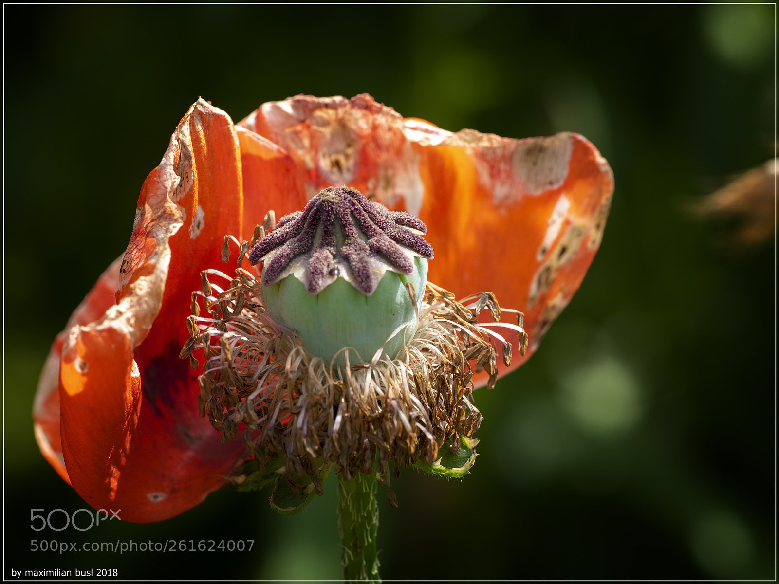 Nikon D850 sample photo. Trilogy of poppies (iii) photography