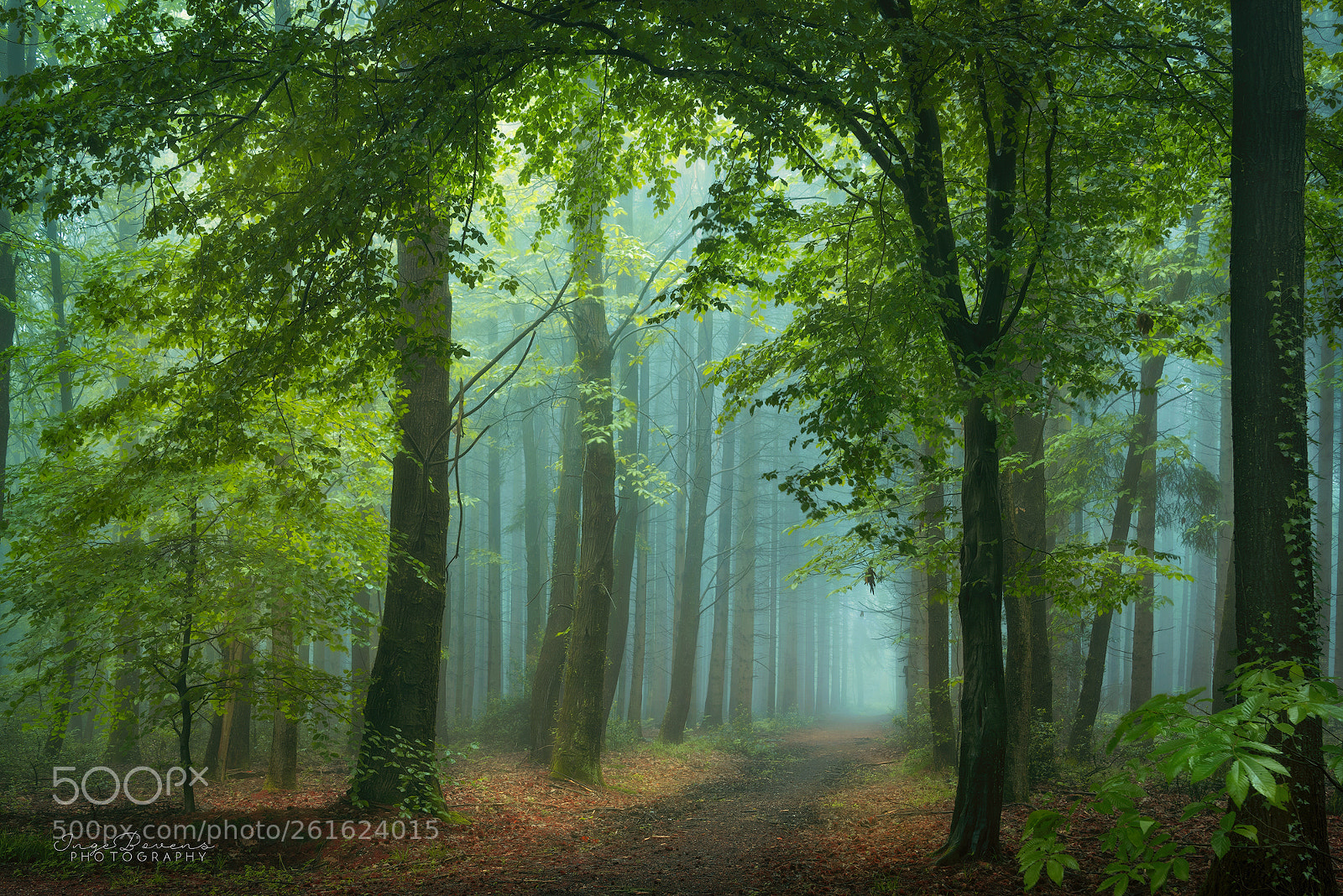 Nikon D750 sample photo. Breathing forest. photography