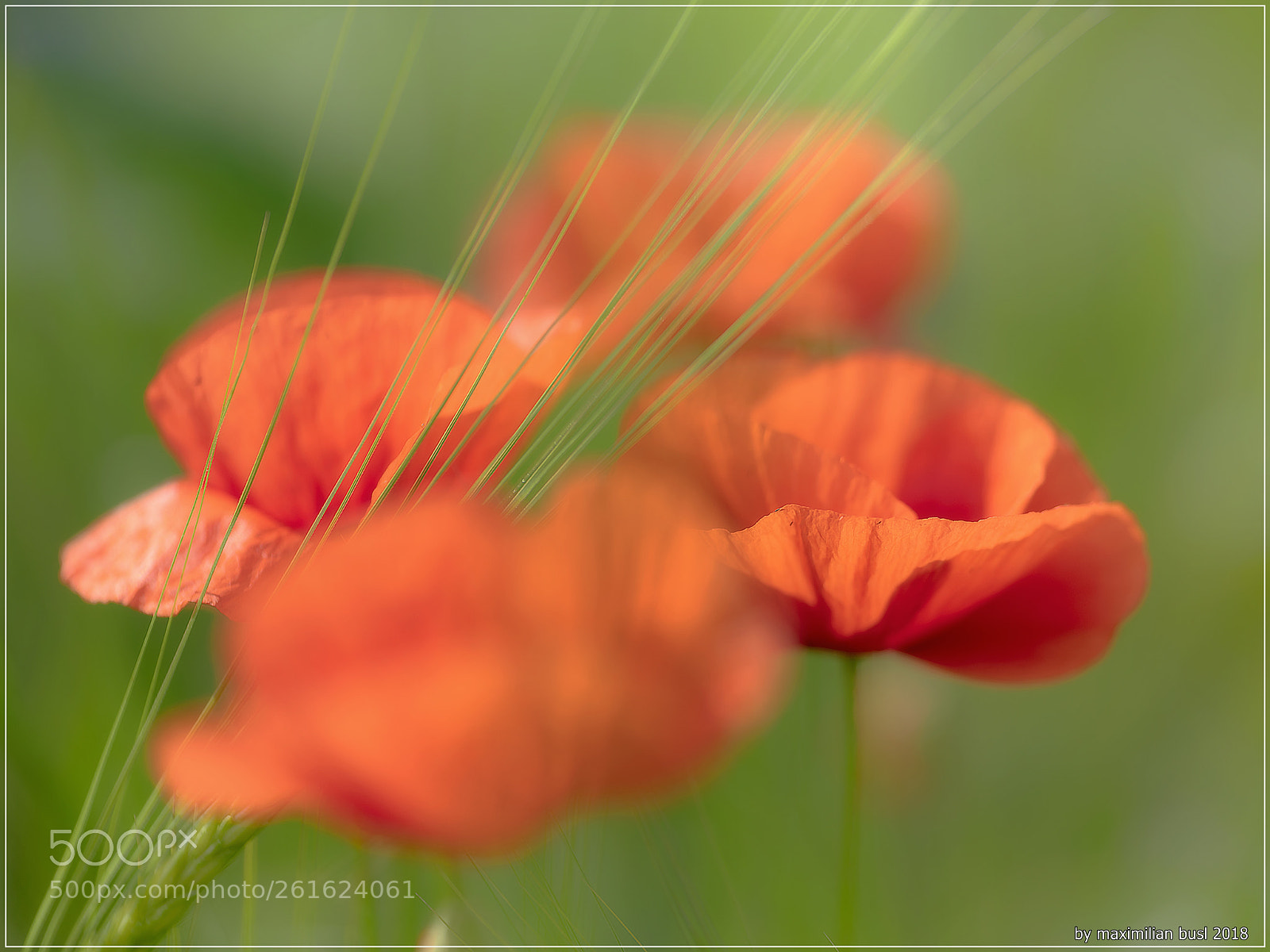 Nikon D850 sample photo. Trilogy of poppies (ii) photography