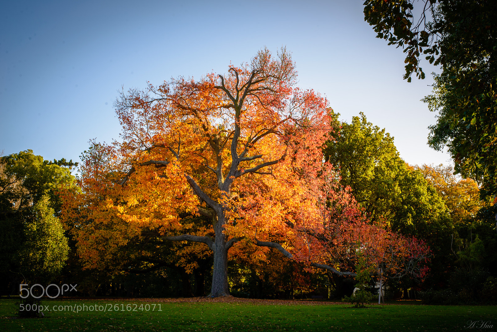 Nikon D610 sample photo. Autumn colours photography