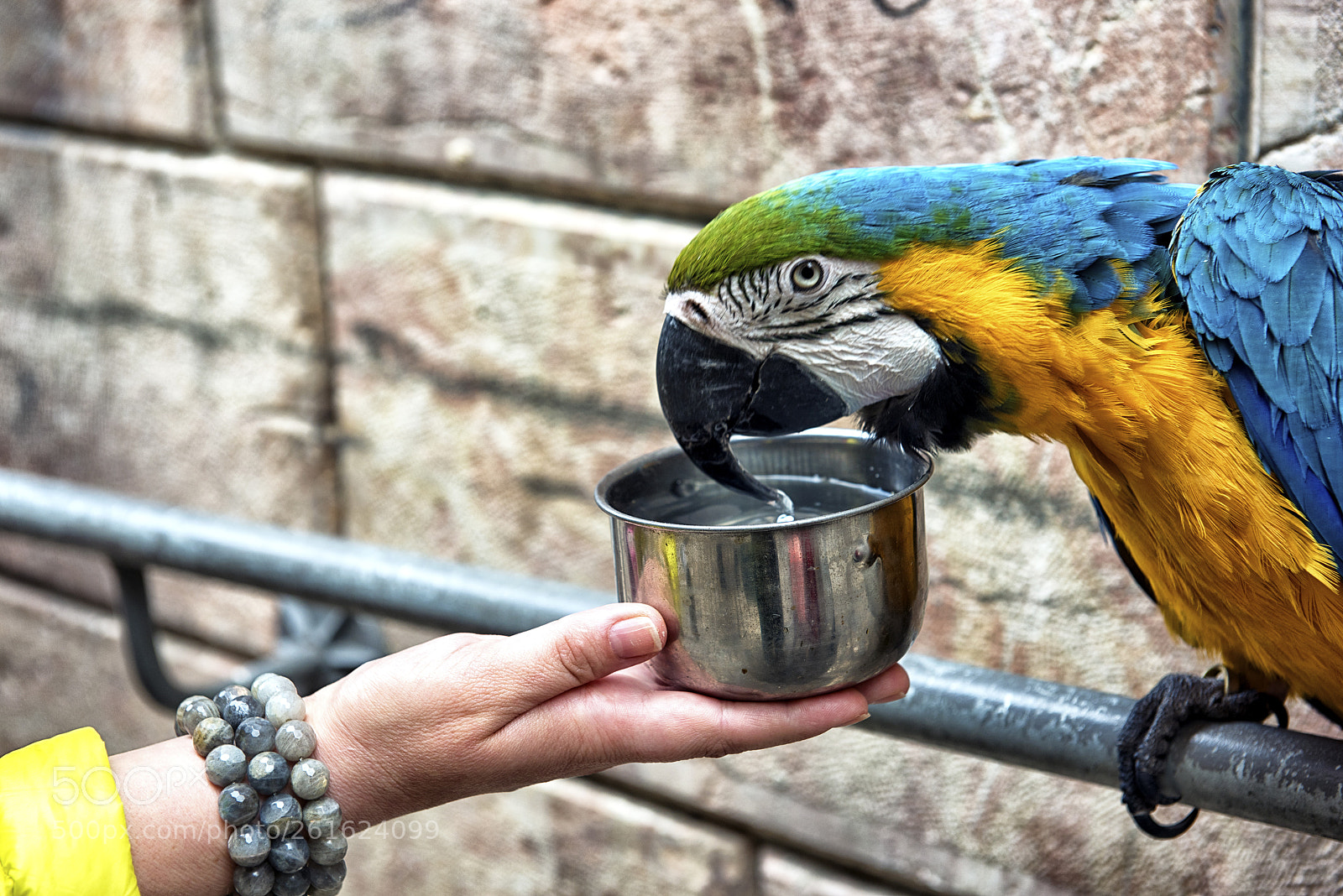 Nikon D810 sample photo. Feeding time photography