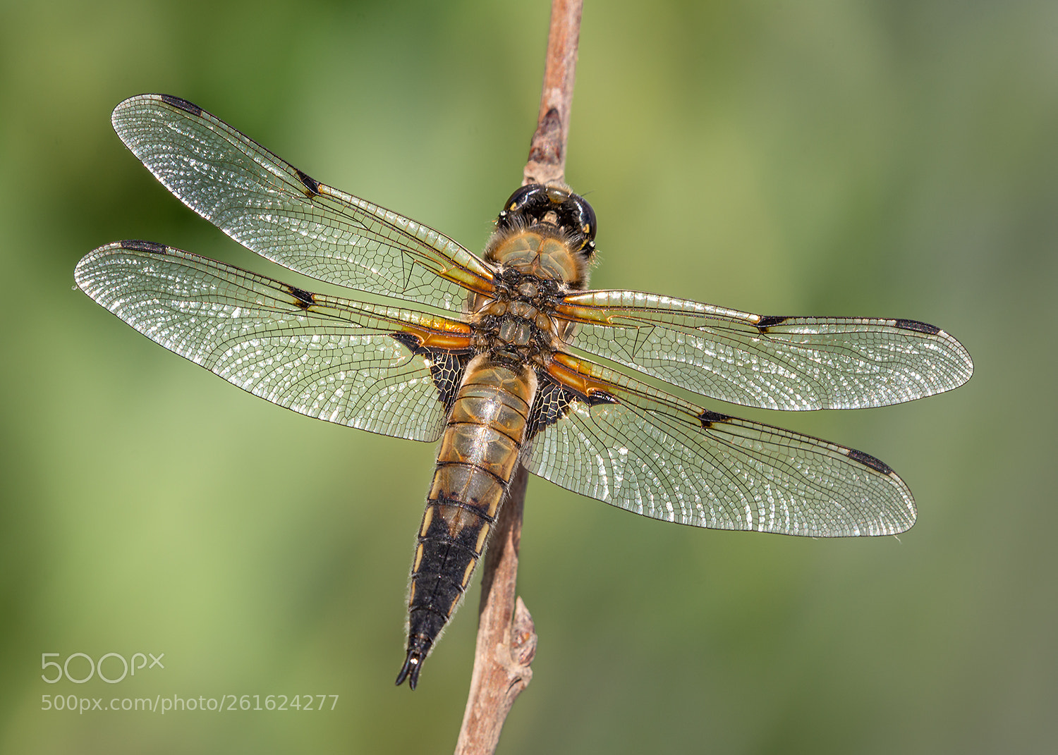 Nikon D7200 sample photo. Four spotted chaser photography
