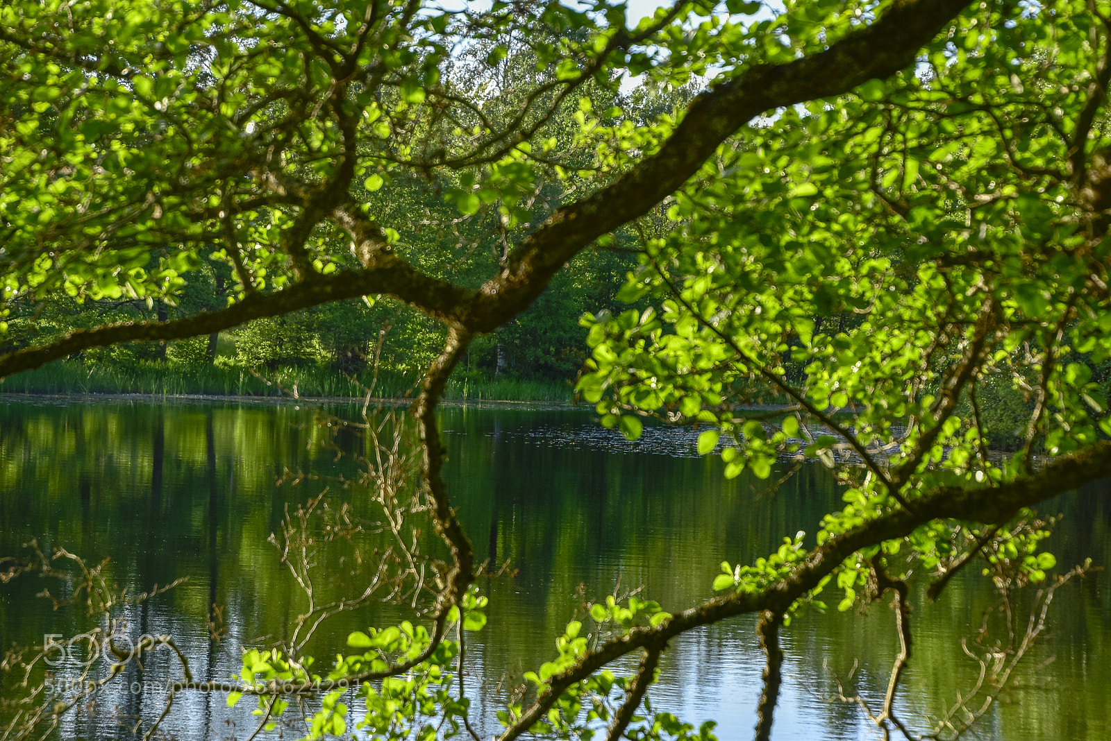 Nikon D5500 sample photo. Emån_03 photography