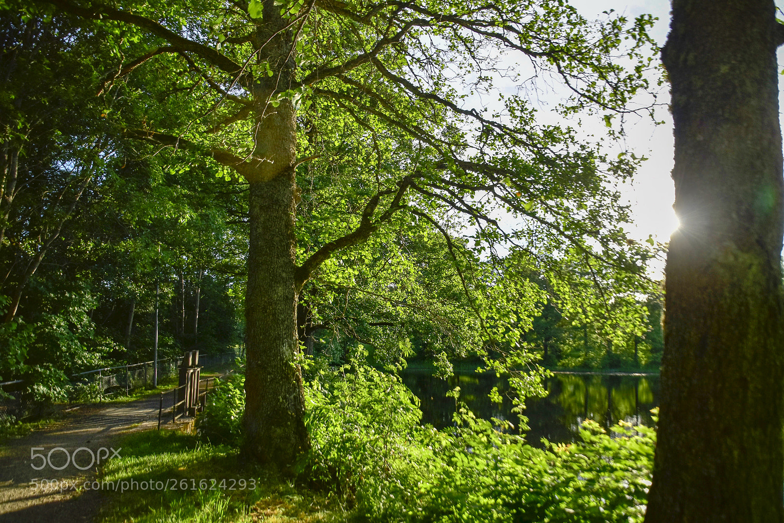 Nikon D5500 sample photo. Solen bakom trädet photography