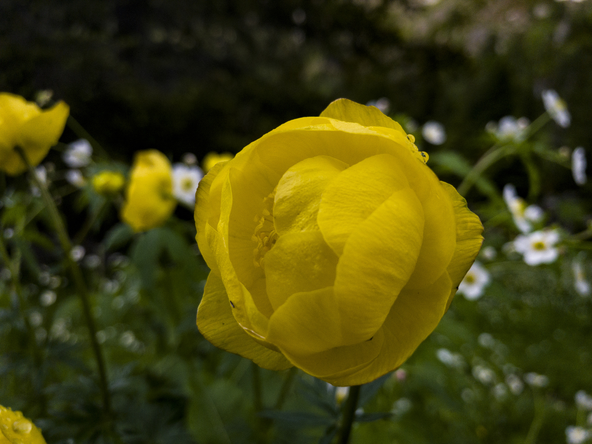 Apple iPhone 8 sample photo. Alpine globeflower photography